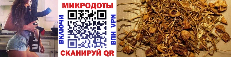 купить  сайты  Иркутск  блэк спрут как зайти  Галлюциногенные грибы мицелий 